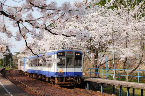 Noto-Kashima Station Cherry Blossoms