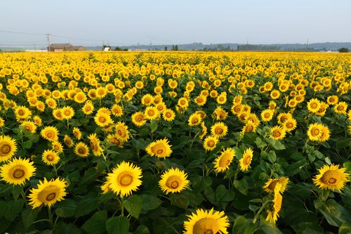 Kahoku Lagoon Sunflower Fields