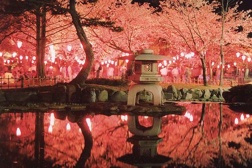 Rojo Park Cherry Blossoms